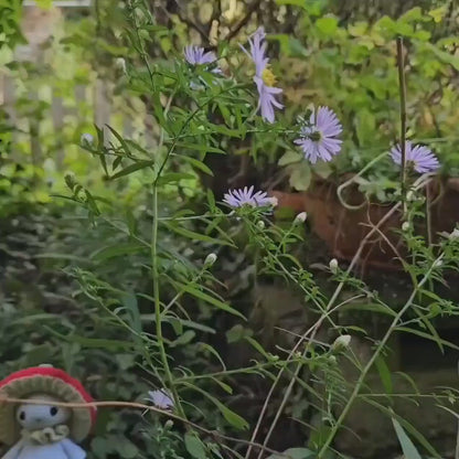 Mushroom guy - critter stitch crochet pattern / amigurumi Plus ✅ FREE Bonus: 20 Gorgeous Flower Patterns